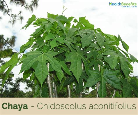 chaya plant benefits|what does chaya taste like.